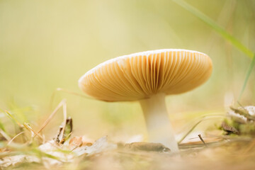 Russula Mushroom Growing Among Fallen Leaves In Autumn Forest. Bottom View