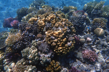 Plakat coral reef in Egypt, Makadi Bay