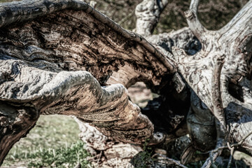 Fototapeta na wymiar Fallen tree with a hollow trunk in Jaegersborg Dyrehave conveys empty, vacant and hollow feelings. Looking through the old uprooted trunk body conveys a concept of solitude, emptiness and utter void