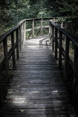 Footpath through the forest