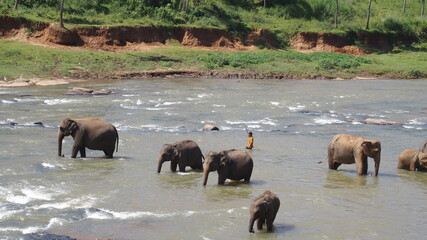 Fototapeta na wymiar Elephants pool, Pinawala, Sri Lanka