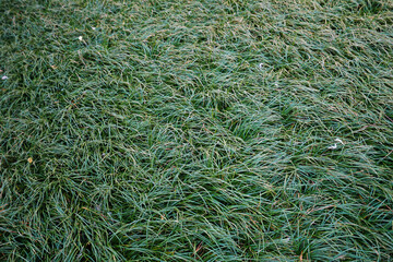 Close up green plant with grassy ground