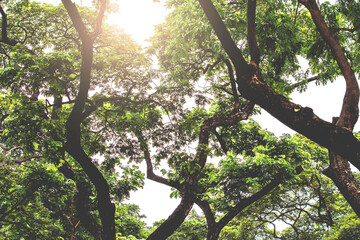 Fototapeta premium background of sunlight shining through the trees