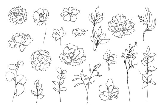 12 399 Best One Line Drawing Flower Images Stock Photos Vectors Adobe Stock