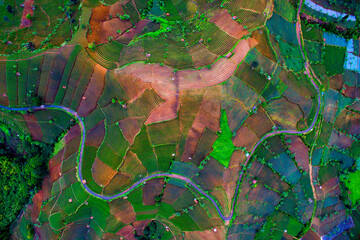 colorful onion field line, Argapura, at Majalengka district, West java Indonesia