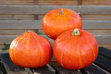 Kürbisse als Deko, Deutschland, Europa