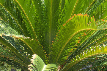 cycad palm texture