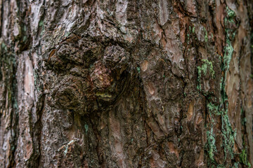 pine softwood tree texture background in mixed forest