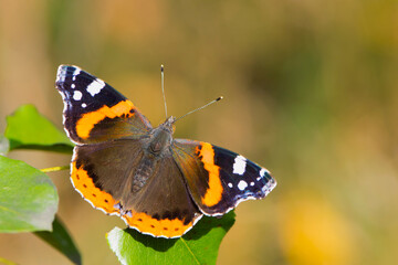 large beautiful butterfly on a green leaf close up