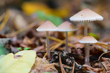 
small forest mushrooms in dry grass and leaves