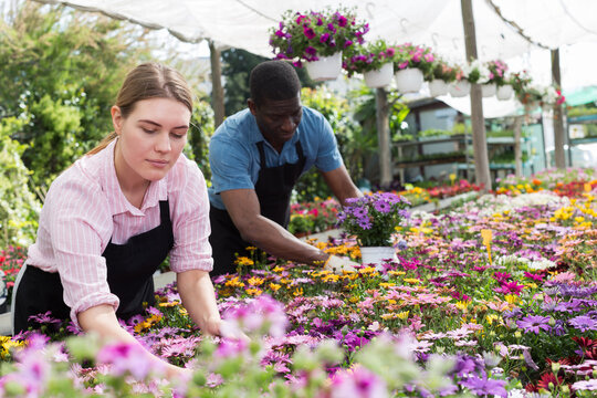 Successful skilled florists working with flowers in greenhouse