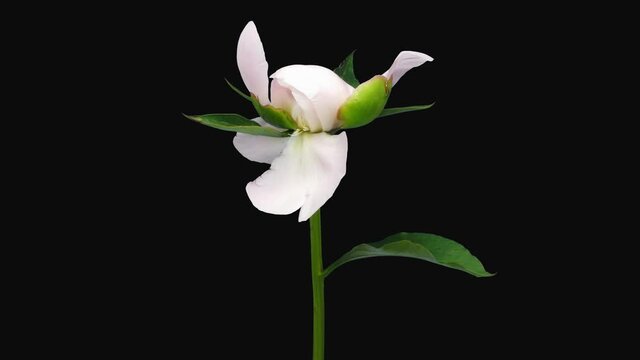 Time-lapse of opening white pink peony (Paeonia) flower 1a5 in 4K PNG+ format with ALPHA transparency channel isolated on black background
