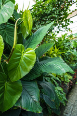 Botanical garden, exotic plants tropicarium greenhouse. Humid environment. Lush greenery.
