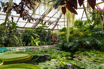 Botanical garden, exotic plants tropicarium greenhouse. Humid environment. Lush greenery. © Zuzana