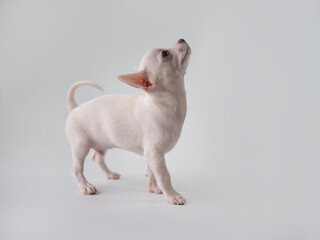 white puppy on white background ,  adorable chihuahua standing in studio