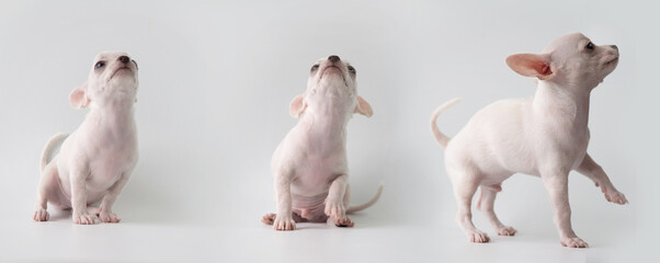 white puppy on white background ,  adorable chihuahua standing in studio