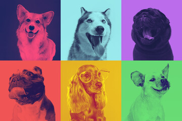 Little dogs are posing and looking in the camera. Cute doggies or pets are happy. The different purebred puppies. Creative collage isolated on multicolored studio background. Front view. Duotone