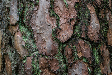 pine softwood tree texture background in mixed forest