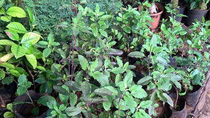 Holy basil, Ocimum tenuiflorum also called tulsi plants 