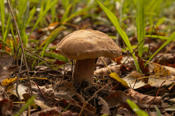 Mushrooms among the grass in the morning