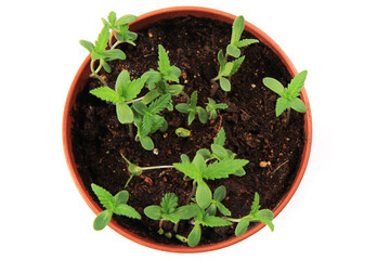 small marijuana plants