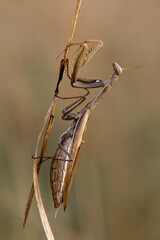 insect Mantis religiosa  sits on plant on a summer day