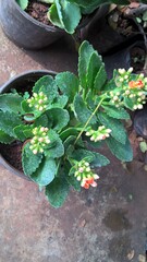 Scenic view of colorful flowers and plants