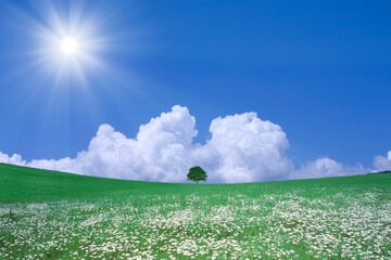 草原に咲く白い花と1本木