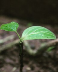 leaf with water drops
