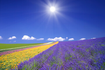 ラベンダー畑と雲と太陽