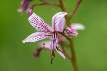Single pink flower from a herbaceous perennial dictamnus albus  in the wild