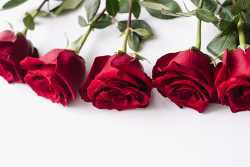 red roses on white background, Red roses