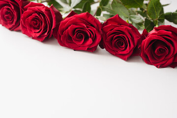 red roses on white background, Red roses