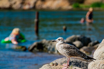 Seagull on a rock