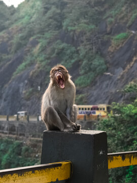 Portrait of a funny Bonnet macaque Indian monkey sitting and opening its mouth and showing its teeth in Wayanad churam.Yawning.