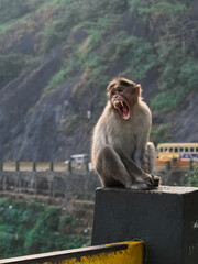 Portrait of a funny Bonnet macaque Indian monkey sitting and opening its mouth and showing its teeth in Wayanad churam.Yawning.