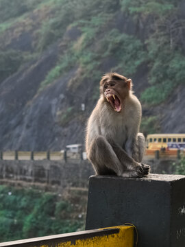 Portrait of a funny Bonnet macaque Indian monkey sitting and opening its mouth and showing its teeth in Wayanad churam.Yawning.