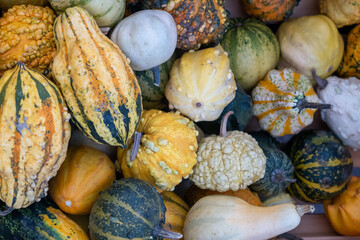 Different decorative pumpkins for halloween on a farmer market , top down view