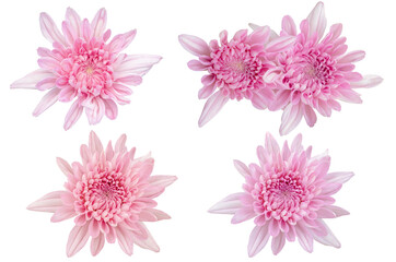 Sweet pink color chrysanthemums as background picture.flower on clipping path.