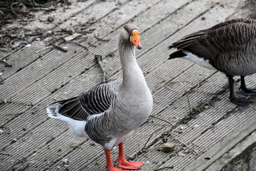 A close up of a Greylag Goose