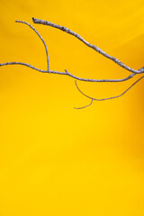 Dry branches on a yellow background. Copy space, layout, background.