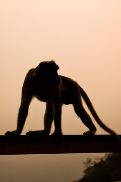 selective focus on an under exposed dark portrait of Bonnet macaque Indian monkey walking and looking back with orange background, in Wayanad churam. .