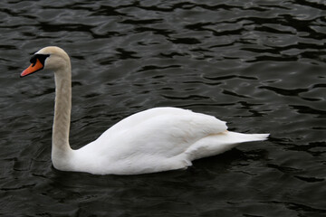 Obraz premium A Mute Swan on the water