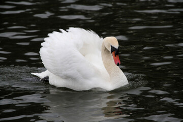 Obraz premium A Mute Swan on the water