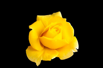 A single yellow rose flower isolated on black background.