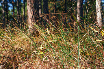 forest on a bright day - beautiful autumn landscape and wildlife