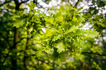 Lush green oak leaves on the branches.