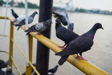 Group of Rock Dove Pigeons standing and flying in Bangkok city, Thailand
