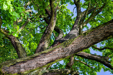 Lush green oak leaves on the branches.