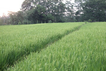 rice fields on the edge of the countryside